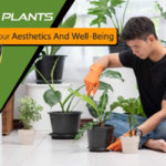 7 Indoor Plants That Will Impact Your Aesthetics And Well-Being