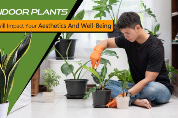 7 Indoor Plants That Will Impact Your Aesthetics And Well-Being