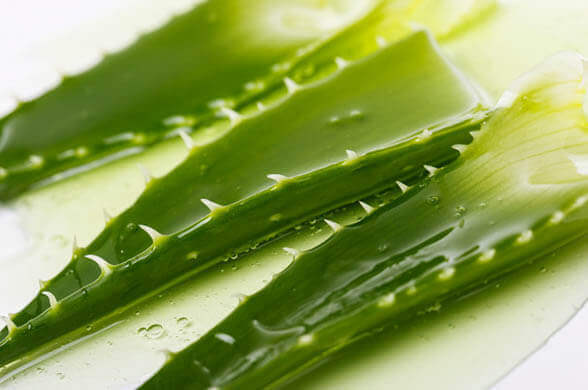 Aloe Vera - Indoor Plants That Will Impact Your Aesthetics And Well-Being