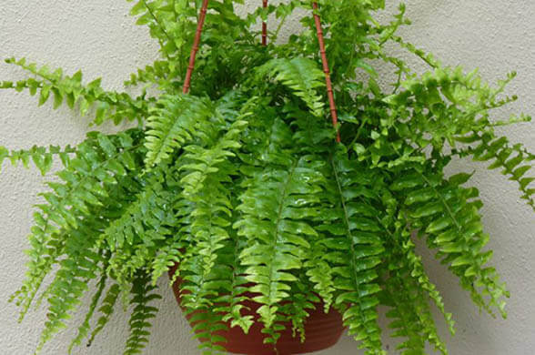 Boston Fern - Indoor Plants That Will Impact Your Aesthetics And Well-Being