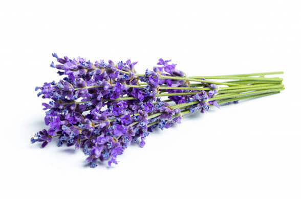 Lavender - Indoor Plants That Will Impact Your Aesthetics And Well-Being