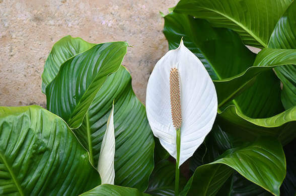 Peace Lily - Indoor Plants That Will Impact Your Aesthetics And Well-Being