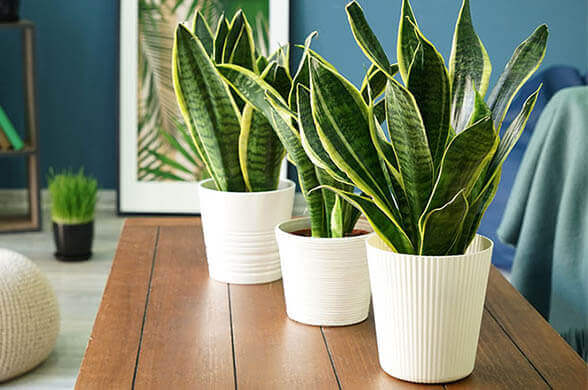 Snake Plant - Indoor Plants That Will Impact Your Aesthetics And Well-Being