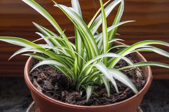 Spider Plant - Indoor Plants That Will Impact Your Aesthetics And Well-Being