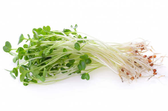 Alfalfa Sprouts - Immunity Boosting Foods Items at Home - Living Style Bits