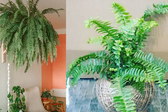 Boston Fern - Popular house plants on Instagram that will elevate your space instantly - Living Style Bits