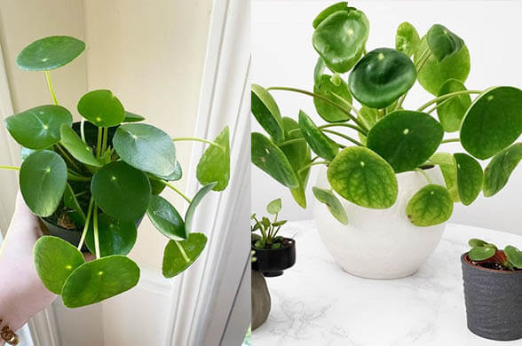 Chinese Money Plant - Popular house plants on Instagram that will elevate your space instantly - Living Style Bits