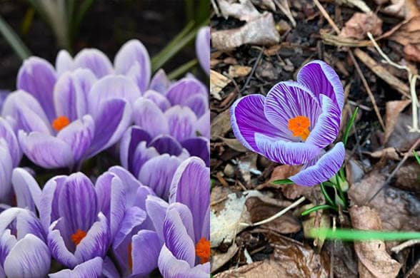 Crocus - Popular house plants on Instagram that will elevate your space instantly - Living Style Bits