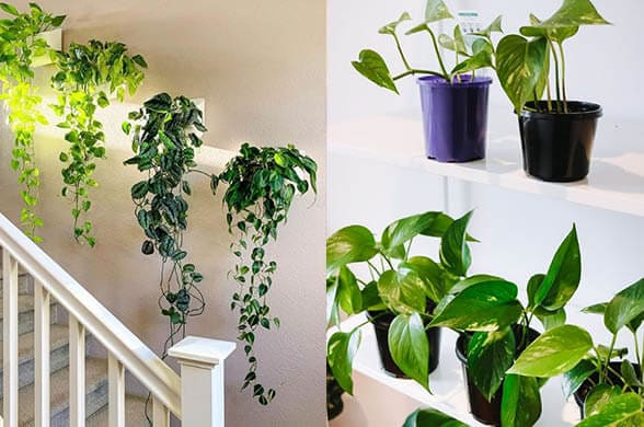 Devil’s Ivy - Popular house plants on Instagram that will elevate your space instantly - Living Style Bits
