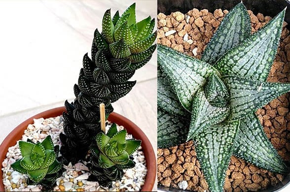 Haworthia - Popular house plants on Instagram that will elevate your space instantly - Living Style Bits
