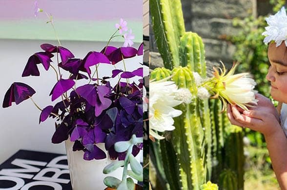 Hedge Cactus - Popular house plants on Instagram that will elevate your space instantly - Living Style Bits