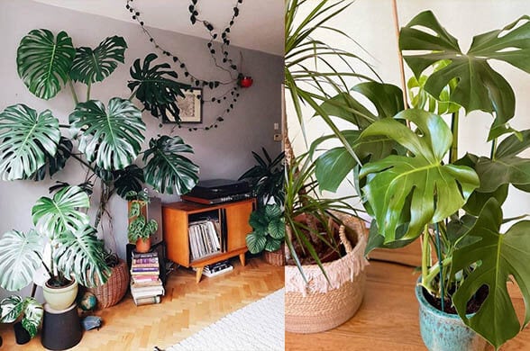 Swiss Cheese Plant - Popular house plants on Instagram that will elevate your space instantly - Living Style Bits