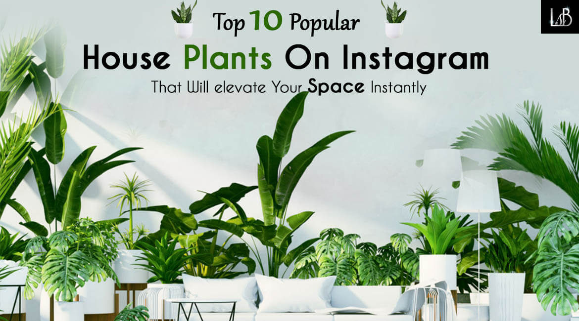 Top 10 popular house plants on Instagram that will elevate your space instantly - Living Style Bits