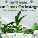 Top 10 popular house plants on Instagram that will elevate your space instantly - Living Style Bits