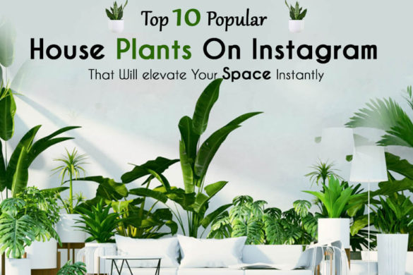 Top 10 popular house plants on Instagram that will elevate your space instantly - Living Style Bits